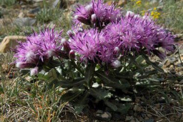 Соссюрея широколиста - Saussurea latufolia Ledeb.