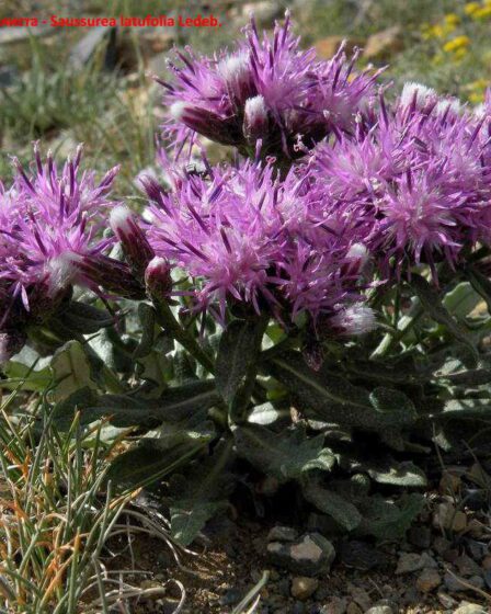 Соссюрея широколиста - Saussurea latufolia Ledeb.