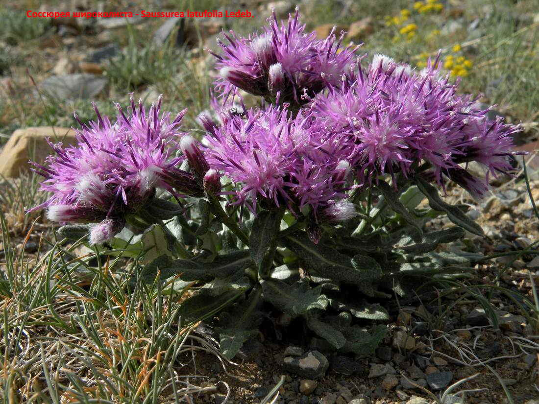 Соссюрея широколиста - Saussurea latufolia Ledeb.