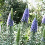 синяк густоквітковий (Echium candicans)