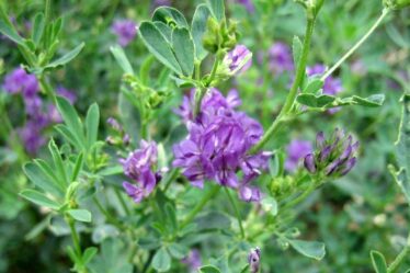 Люцерна посівна – Medicago sativa L.