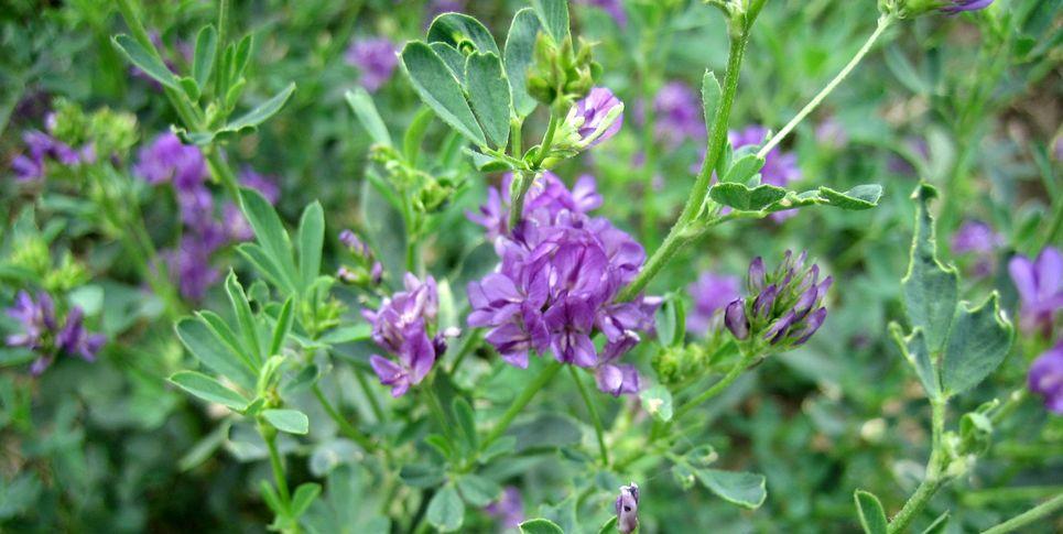 Люцерна посівна – Medicago sativa L.