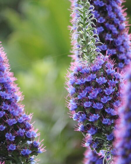 Синяк, або ехіум (Echium)