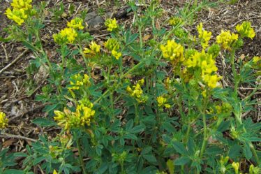 Люцерна жовта, люцерна серпоподібна - Medicago falcata L.