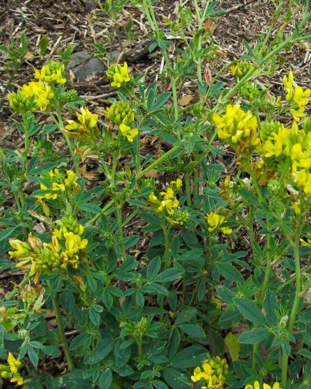 Люцерна жовта, люцерна серпоподібна - Medicago falcata L.