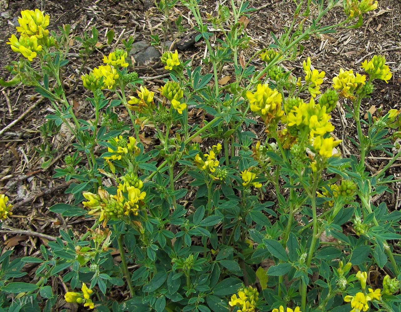 Люцерна жовта, люцерна серпоподібна - Medicago falcata L.