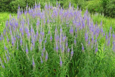 Вероніка довголиста - Veronica longifolia L.