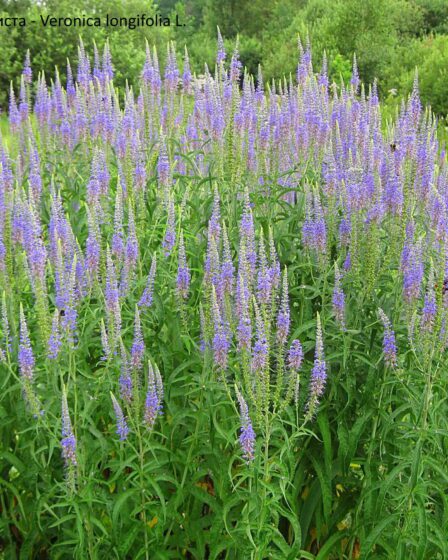 Вероніка довголиста - Veronica longifolia L.