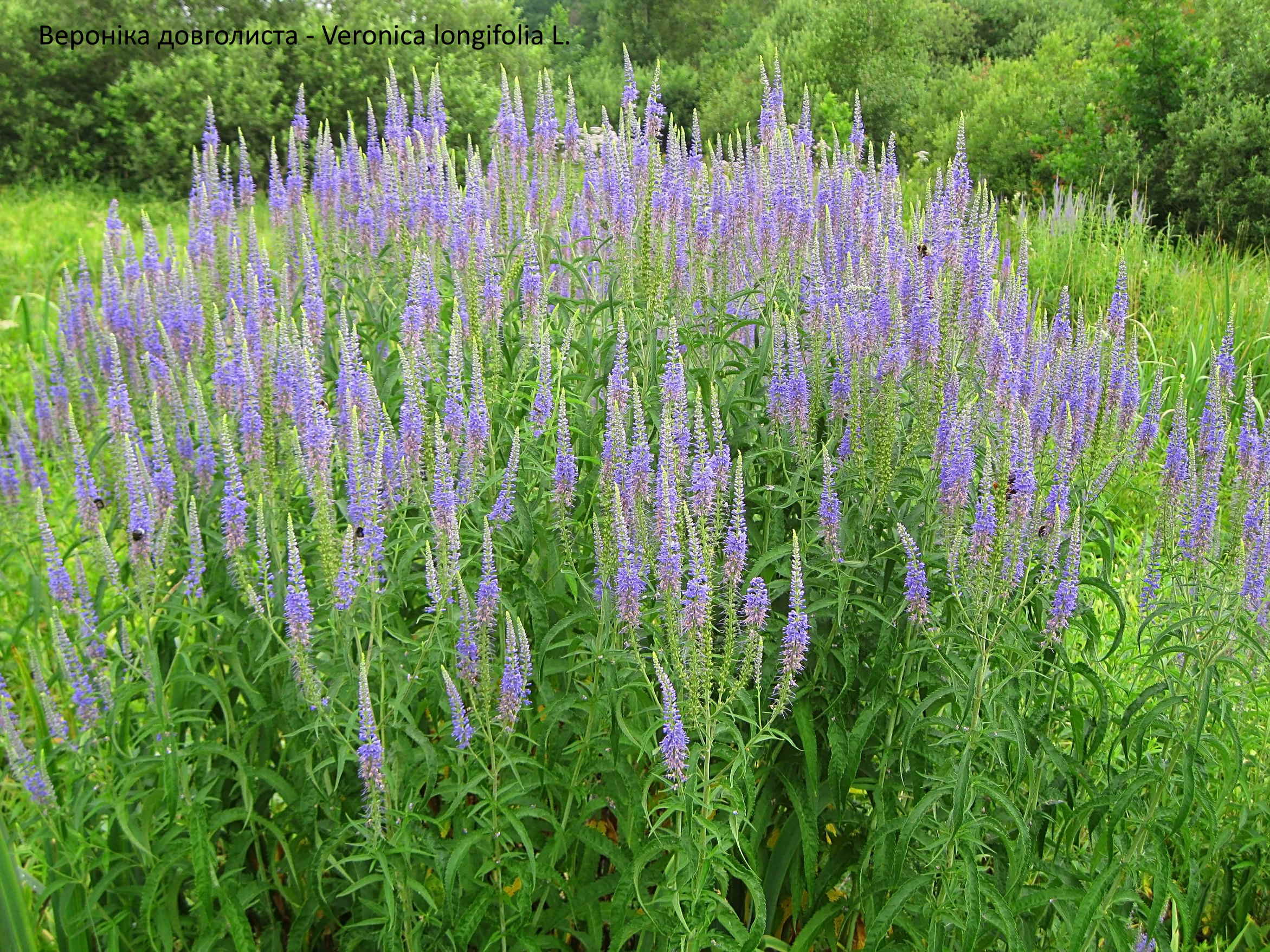 Вероніка довголиста - Veronica longifolia L.