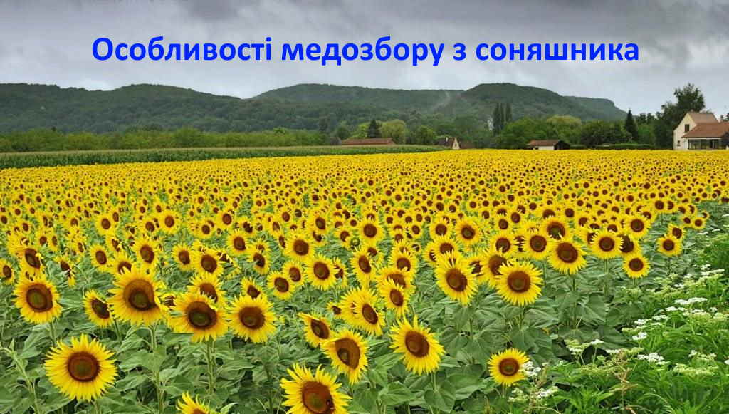 Особливості медозбору з соняшника