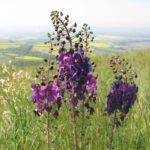 Коров'як фіолетовий (Verbascum phoeniceum)