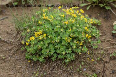 Лядвинець рогатий – Lotus corniculatus L.