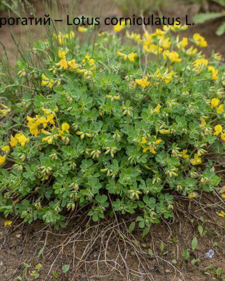 Лядвинець рогатий – Lotus corniculatus L.