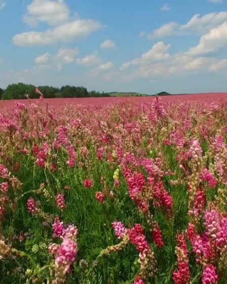 Еспарцет піщаний