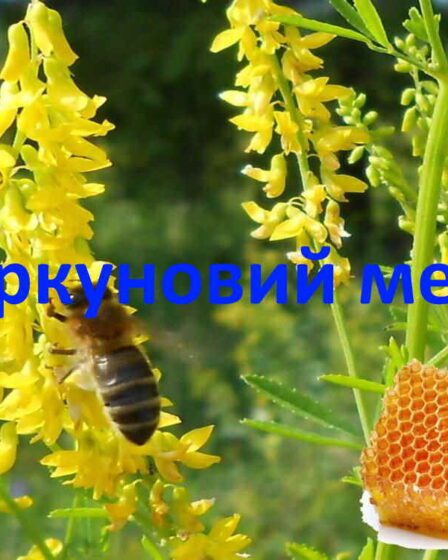 Буркуновий мед