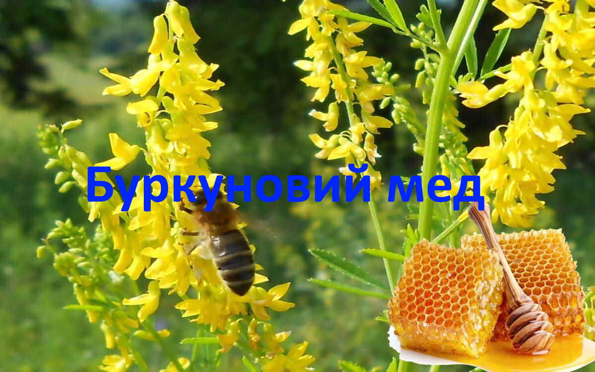 Буркуновий мед