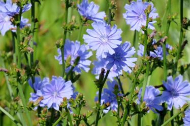 Цикорій звичайний – Cichorium intybus L.