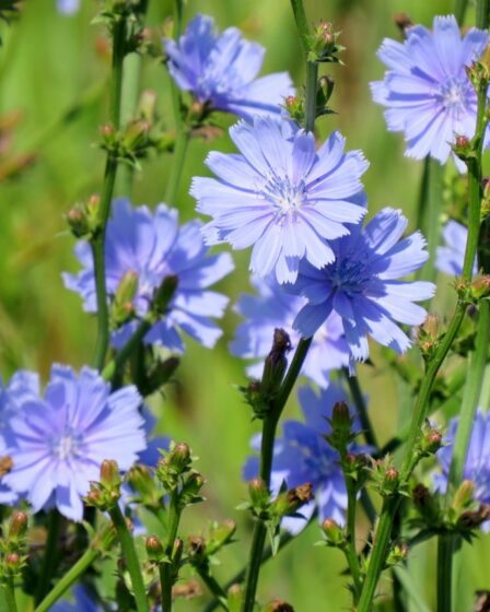 Цикорій звичайний – Cichorium intybus L.