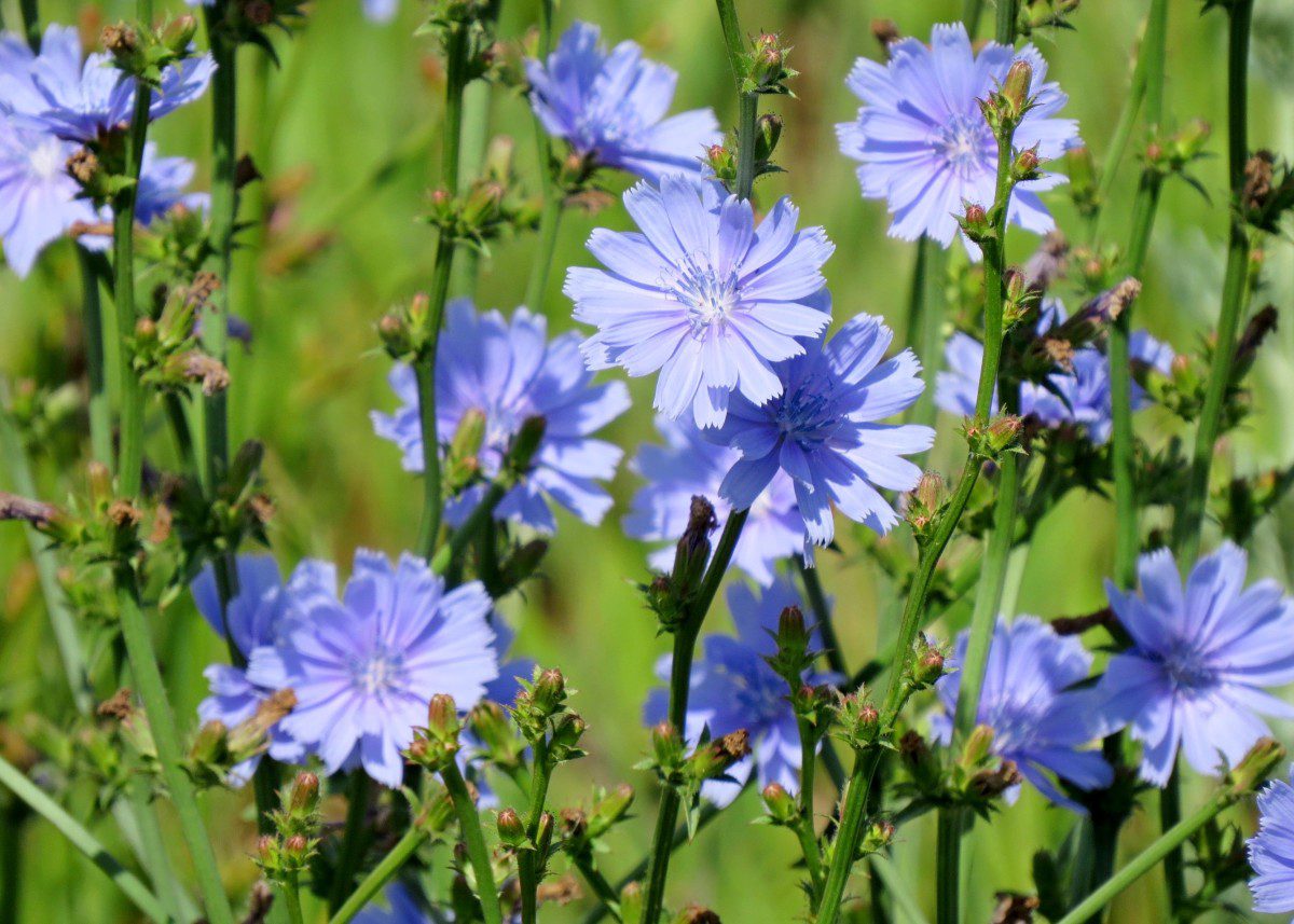 Цикорій звичайний – Cichorium intybus L.