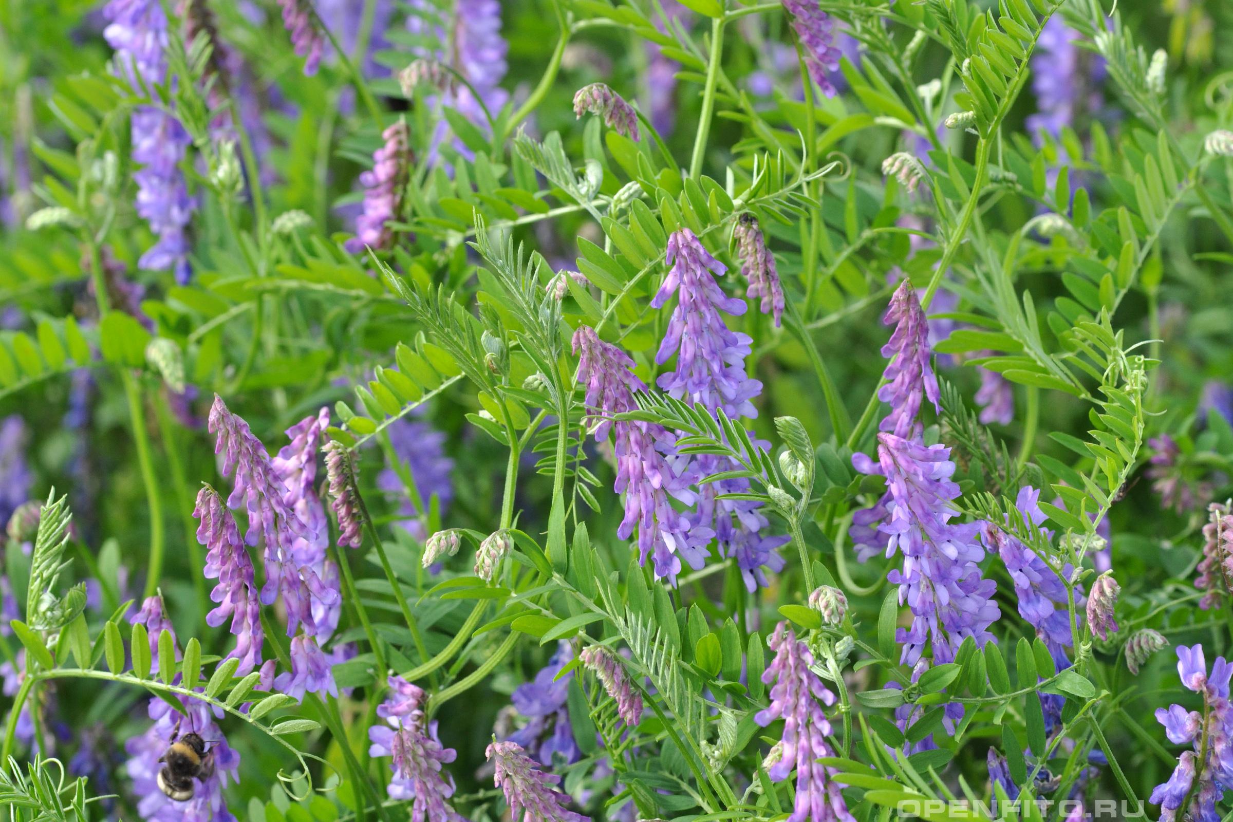 Горошок мишачий - Vicia cracca L.