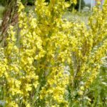 Коров'як волотистий (Verbascum lychnitis)