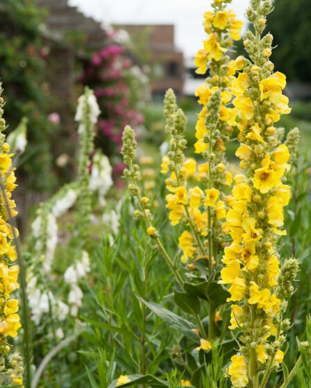 Коров'як Маршала, або східний (Verbascum marschallianum)