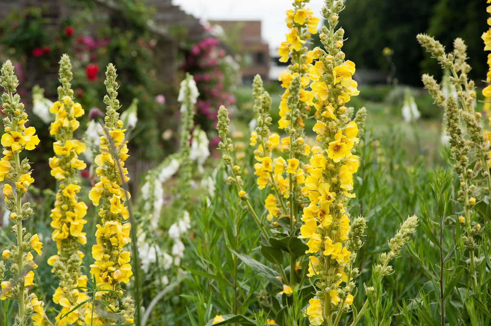 Коров'як Маршала, або східний (Verbascum marschallianum)