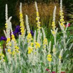 Коров'як шовконосний (Verbascum bombyciferum)