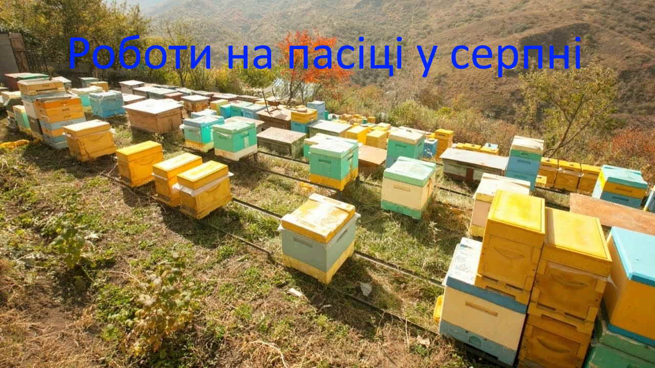 Роботи на пасіці у серпні