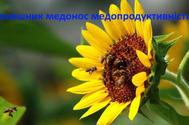 Соняшник медонос медопродуктивність