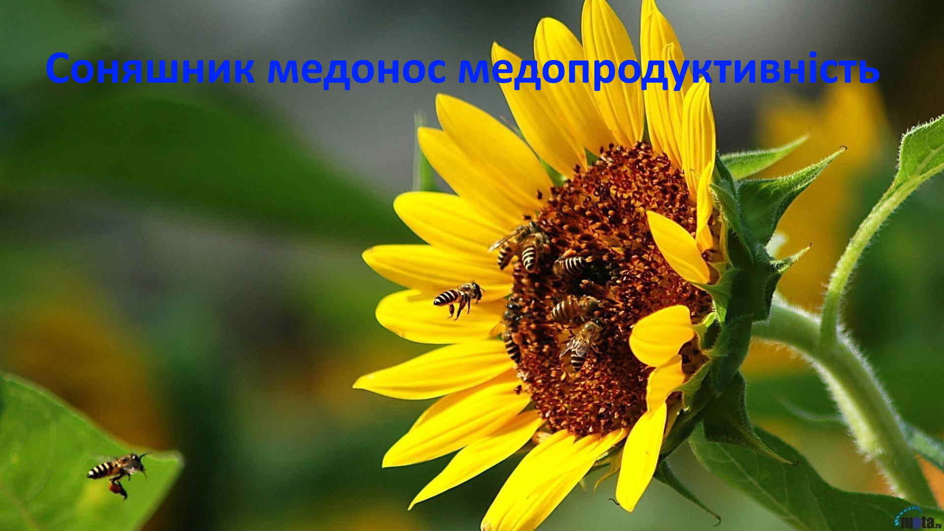 Соняшник медонос медопродуктивність