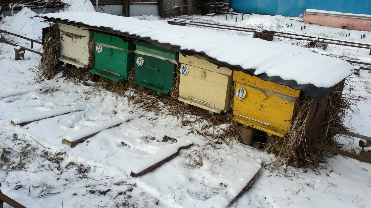 Догляд за бджолами в другій половині зими