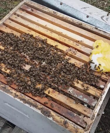 Підгодівля бджіл до зими